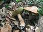 Nyári vargánya (Boletus reticulatus), Budai-hegység. Főként tölgy és bükk, esetleg gyertyán alatt nő, melegkedvelő